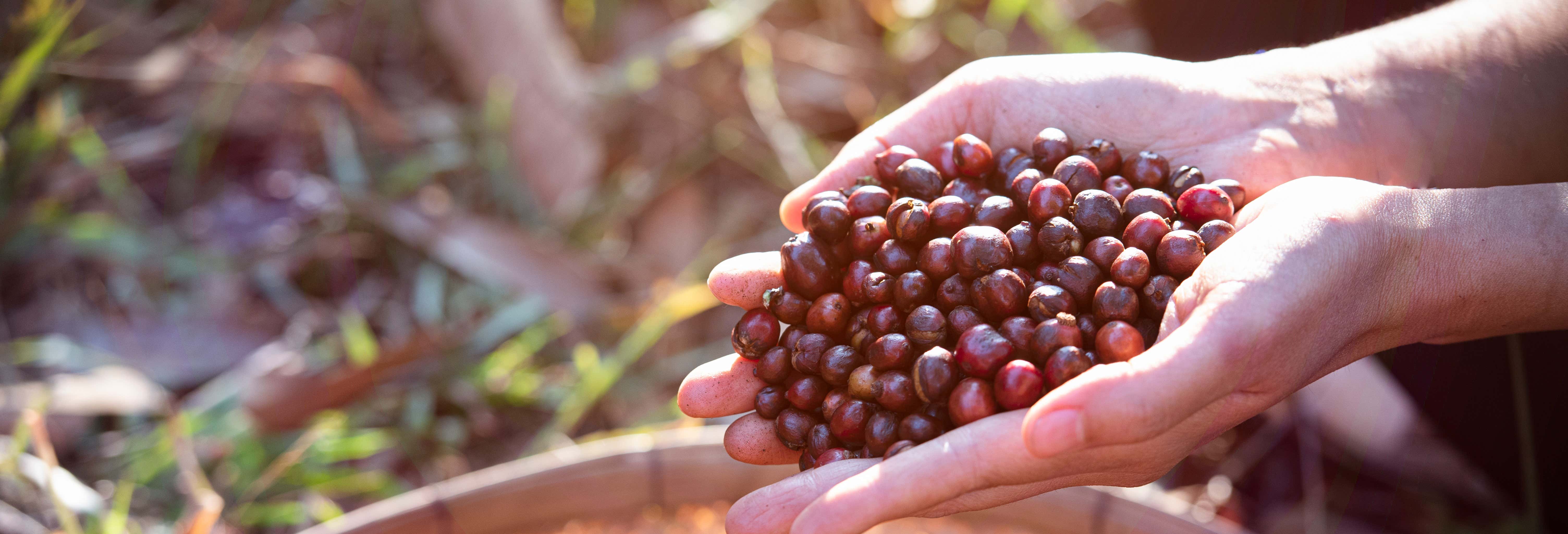 Organic Coffee Farm Tour