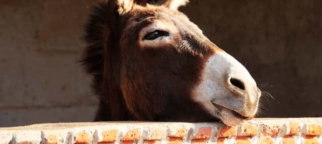 Tour di Teotihuacán e Otumba
