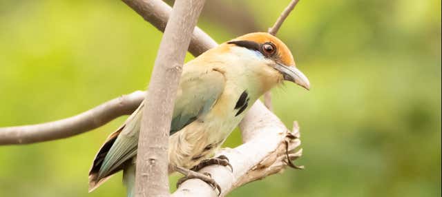 Birdwatching a Tepoztlán