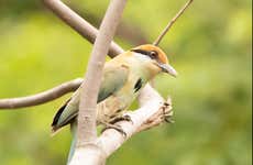 Avistamiento de aves en Tepoztlán