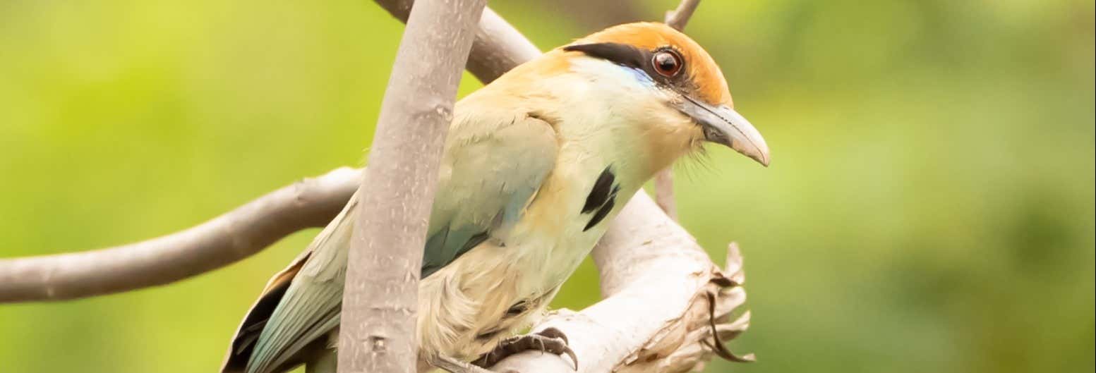 Birdwatching a Tepoztlán
