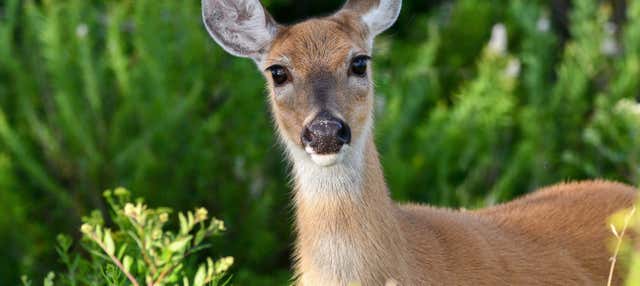 Visita al santuario dei cervi di Tepoztlán