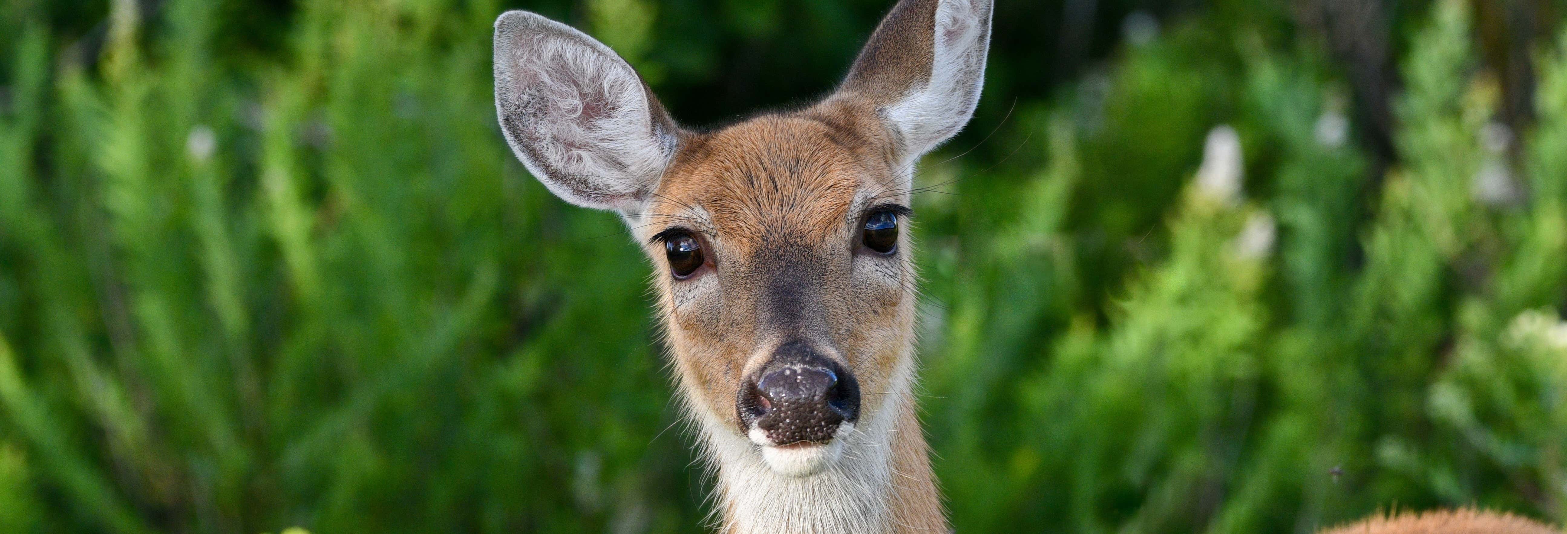 Visita al santuario dei cervi di Tepoztlán