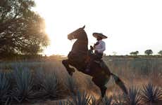 Rancho Don Jacinto Agave Fields Horseback Riding