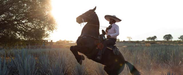Paseo a caballo por los campos de agave del Rancho Don Jacinto