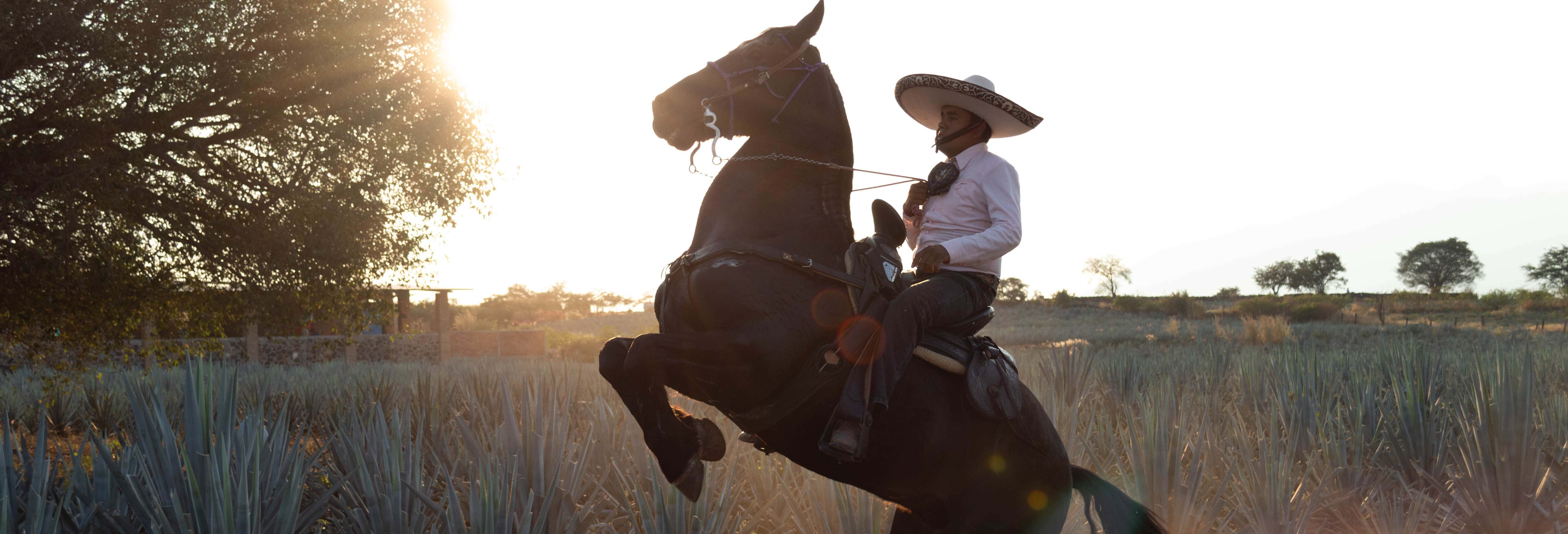 Balade à cheval dans les champs d'agaves du Rancho Don Jacinto