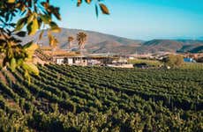 Ruta del vino por el Valle de Guadalupe