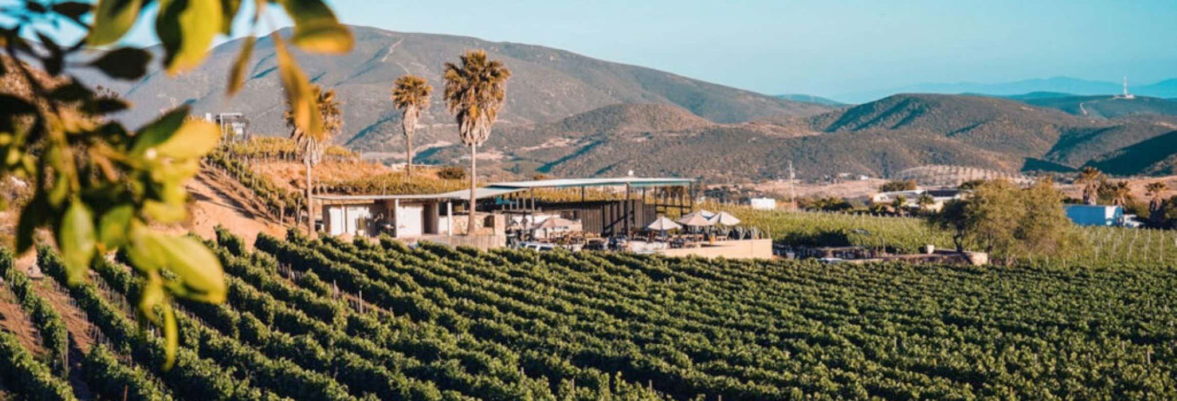 Itinerario del vino nella Valle de Guadalupe
