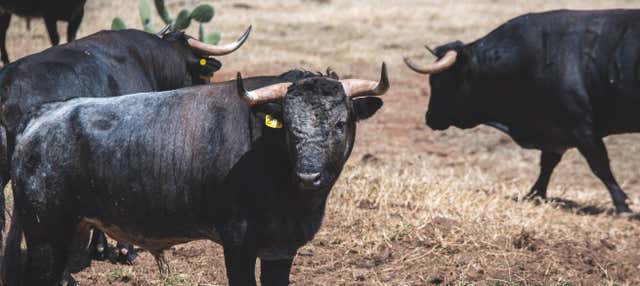Tour delle tenute agricole di Tlaxcala