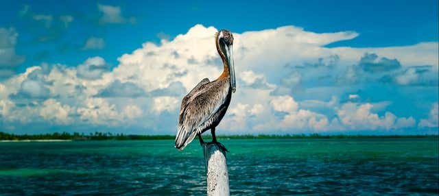 Birdwatching nella riserva di Sian Ka'an
