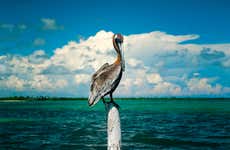 Bird Spotting in Sian Kaʼan Biosphere Reserve