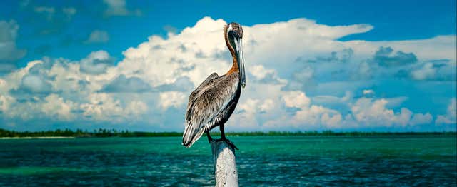 Observation des oiseaux dans la réserve de Sian Ka'an