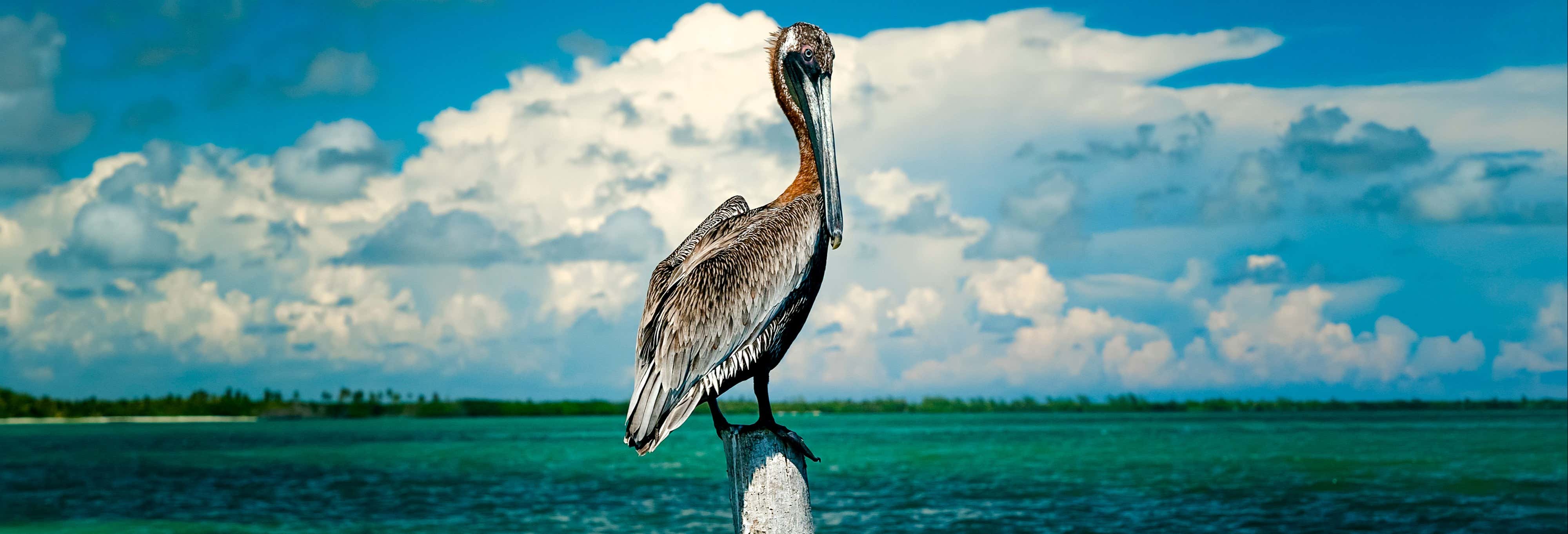 Birdwatching nella riserva di Sian Ka'an