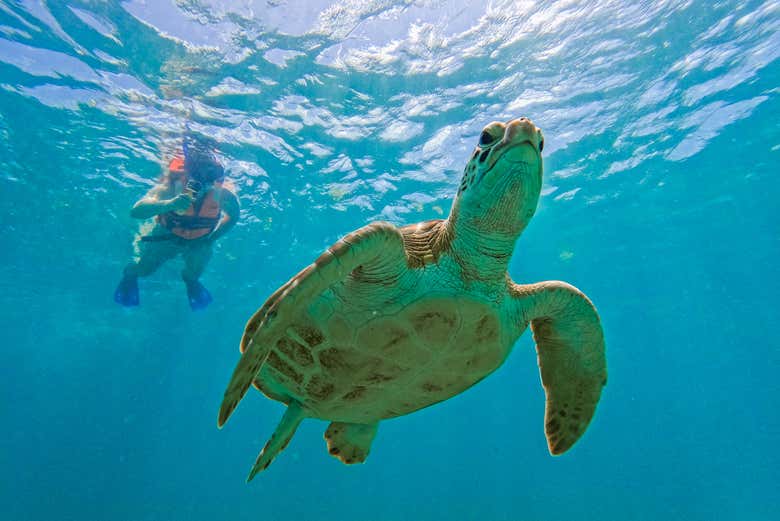 Tulum Snorkelling Tour