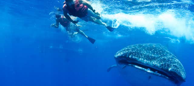 Bagno con squali balena