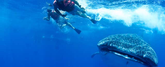 Nage avec des requins-baleines