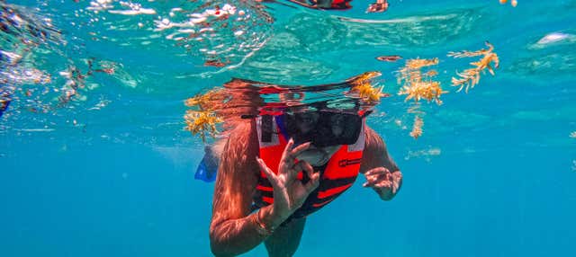 Snorkeling à Tulum