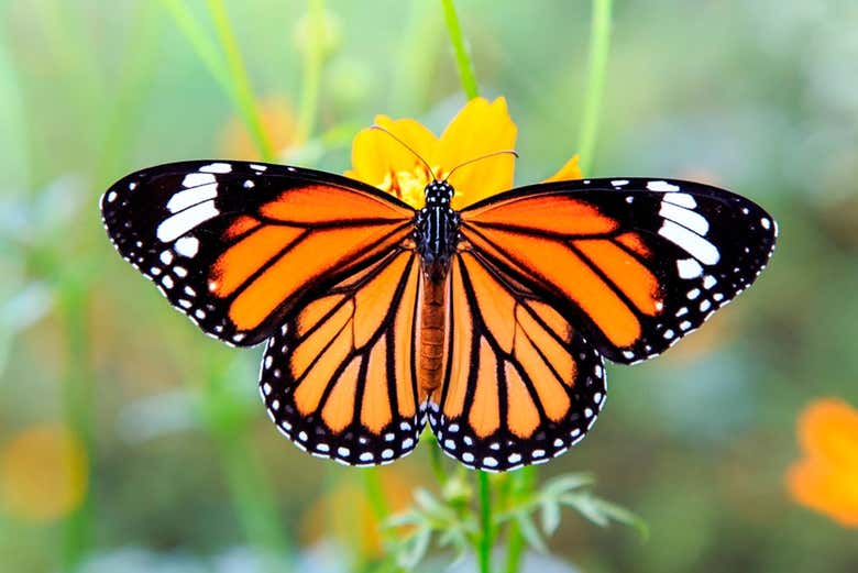 Excursión al Santuario de la Mariposa Monarca