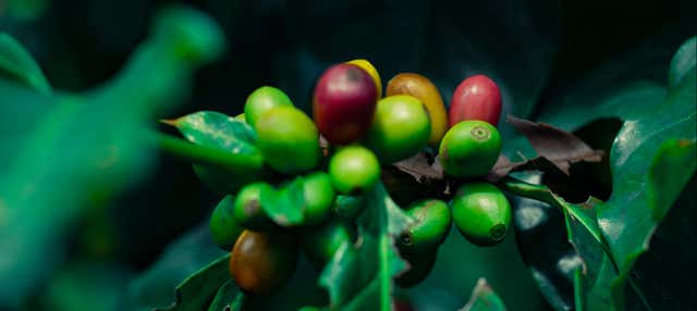 Tour del caffè a Coatepec