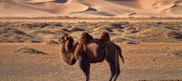 Escursione al deserto del Semi Gobi