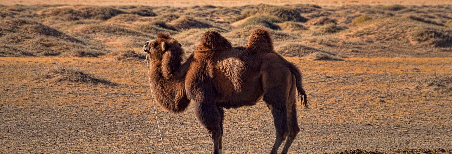 Escursione al deserto del Semi Gobi