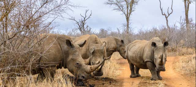 Safari privato all'Hlane Royal National Park