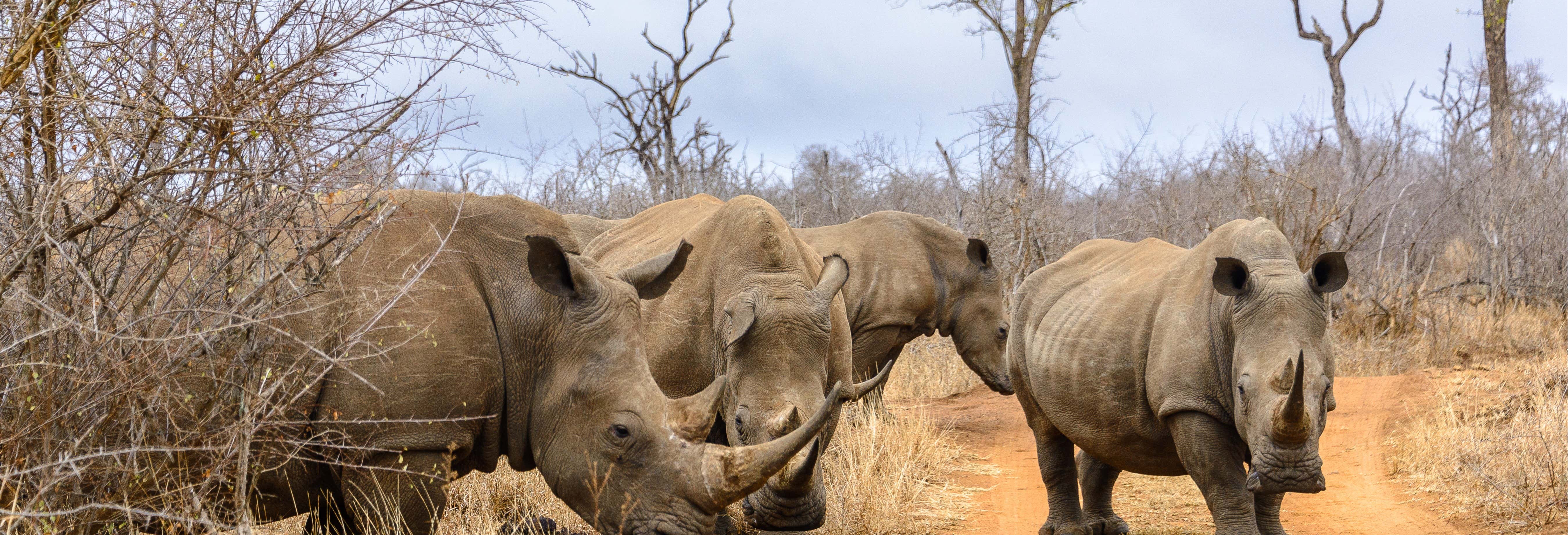 Safari privato all'Hlane Royal National Park