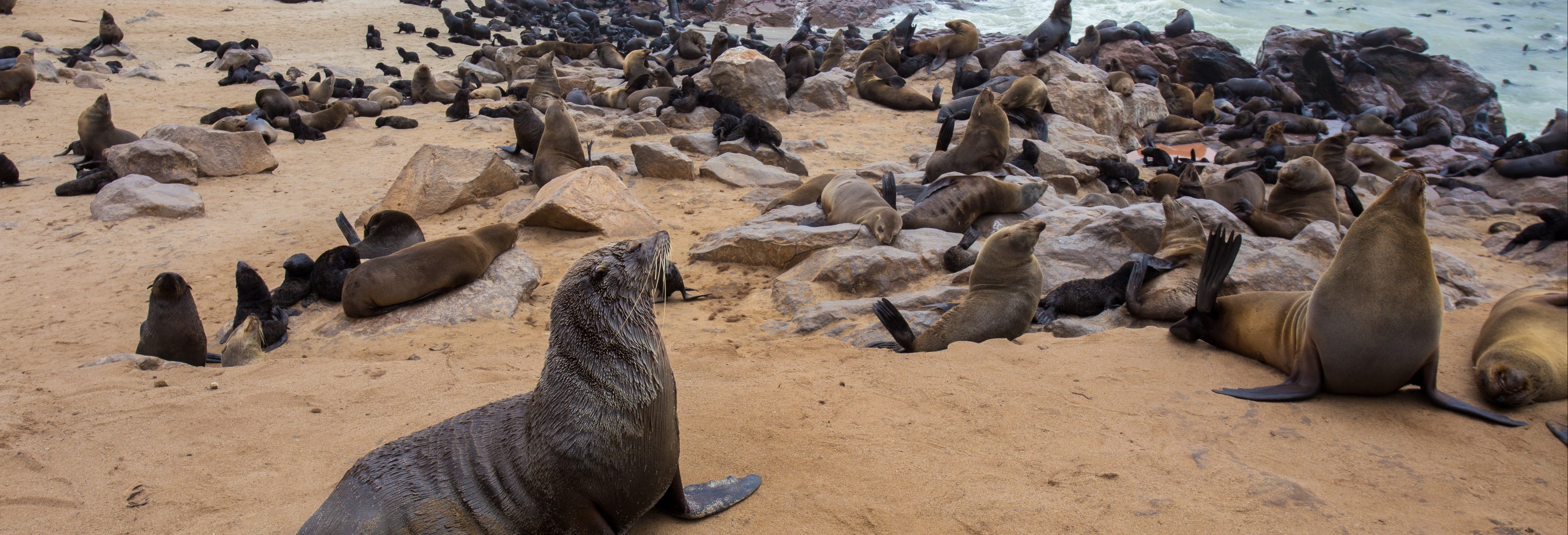 Cape Cross Seal Reserve Day Trip