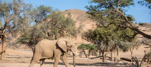 Safari di 10 giorni in Namibia