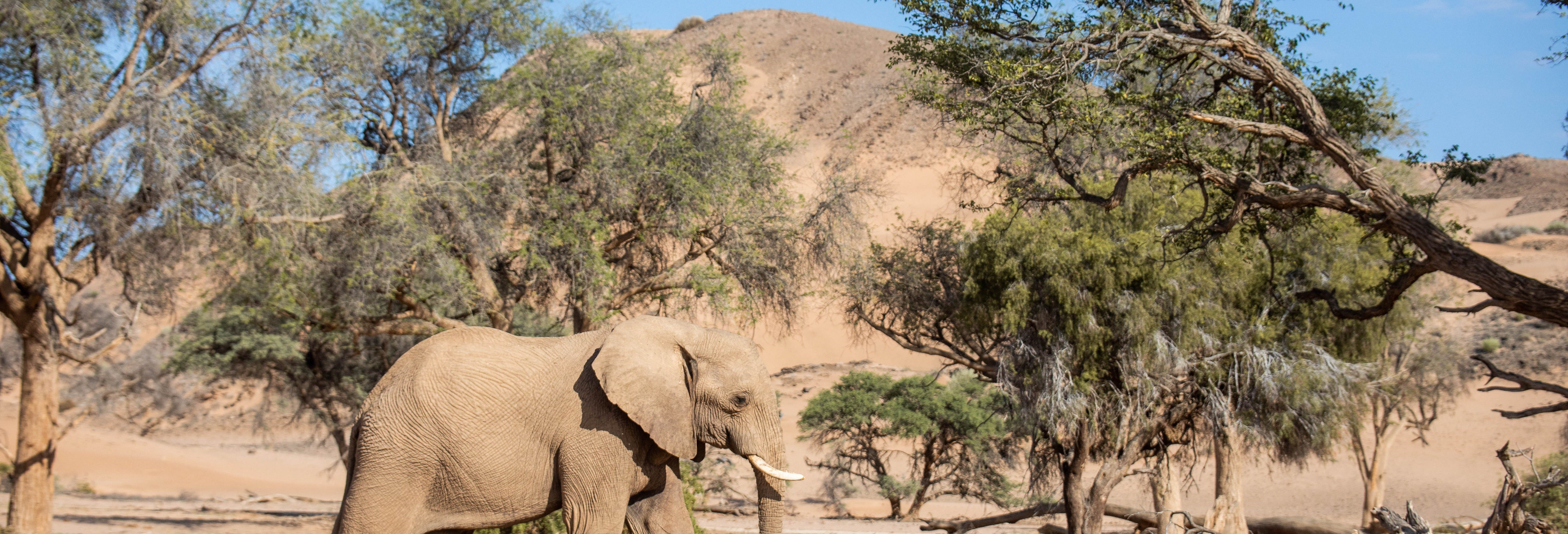 10-Day Safari around Namibia