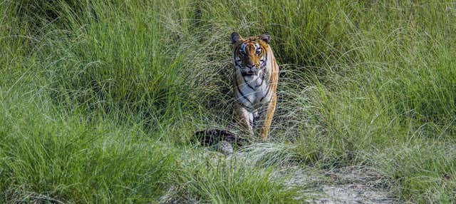 Escursione di due giorni al Parco Nazionale di Chitwan
