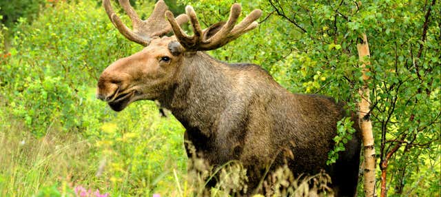 Avvistamento di alci a Bodø