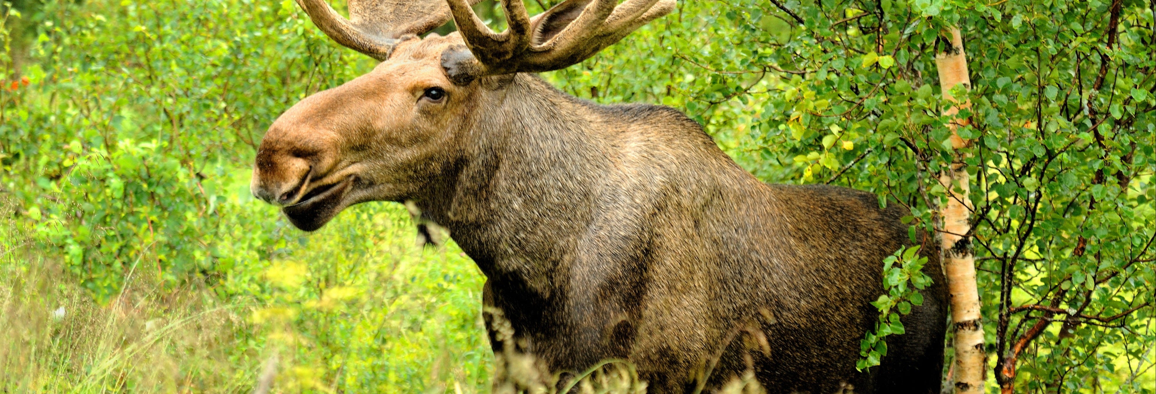 Moose Watching in Bodø