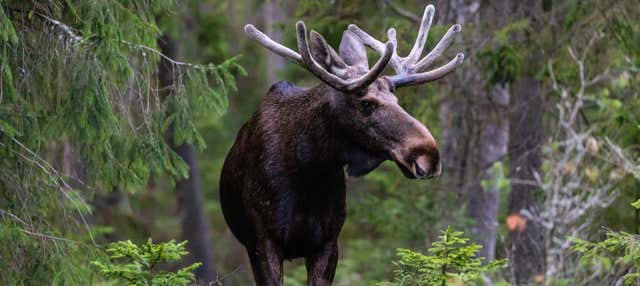 Tour in bicicletta elettrica con avvistamento di alci
