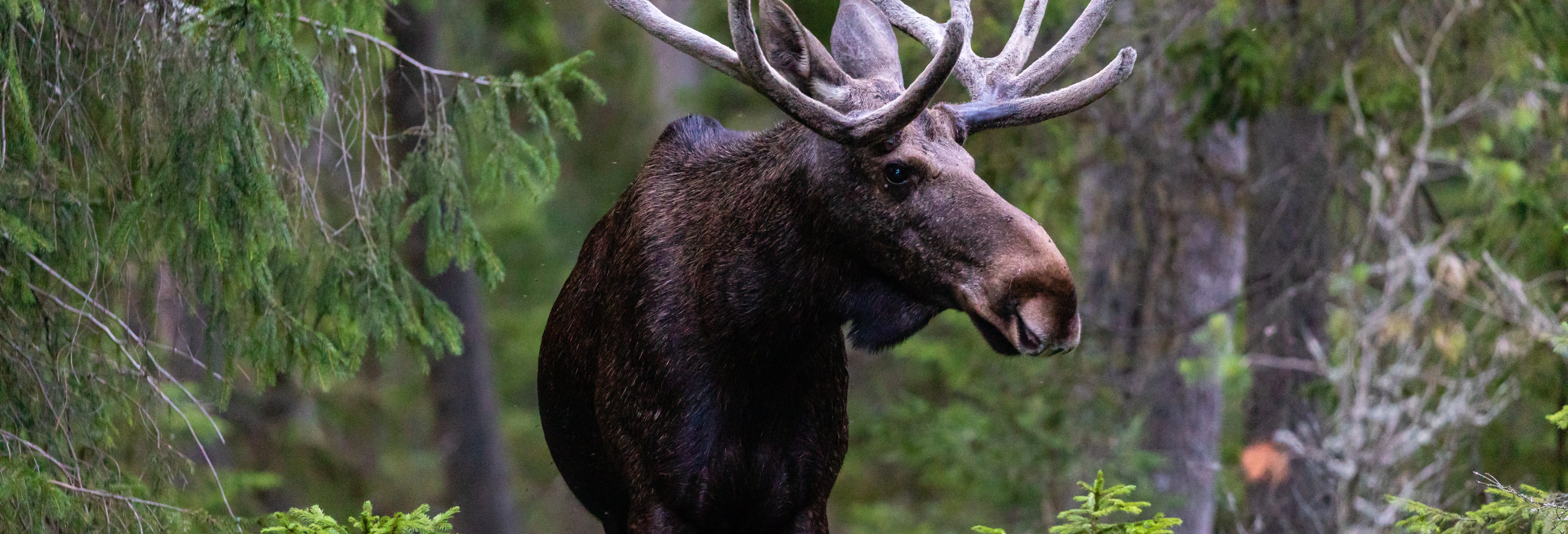 Electric Bike Tour + Moose Watching