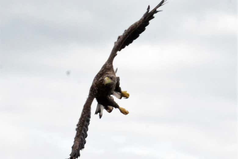 Imagen 7