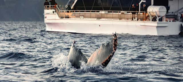 Avvistamento di cetacei nei fiordi norvegesi