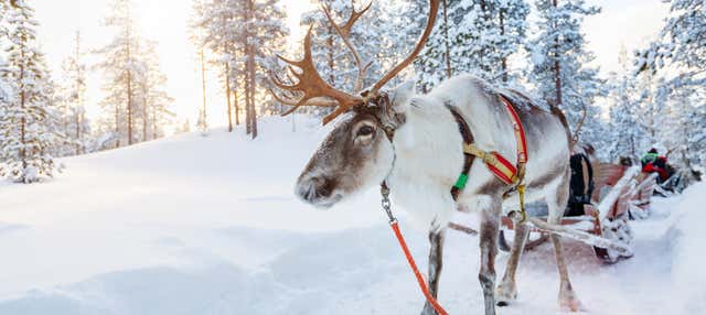 Giro in slitta trainata da renne e visita a un accampamento Sami