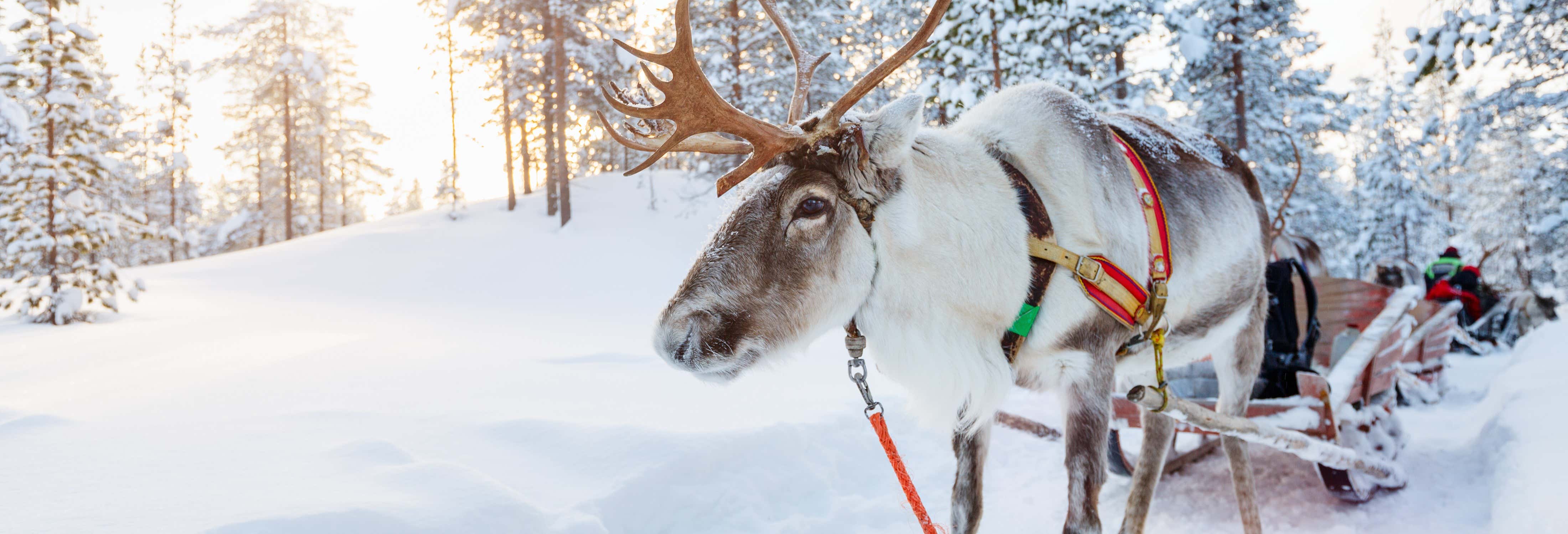 Giro in slitta trainata da renne e visita a un accampamento Sami