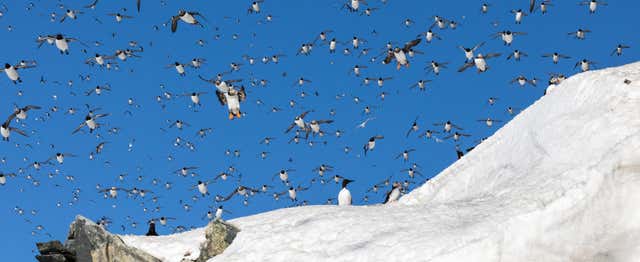 Balade en bateau sur l'île de Hornøya avec observation d'oiseaux