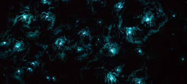 Tour serale delle grotte Glow Worm