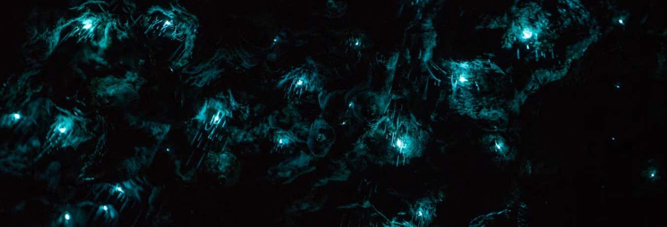 Glowworm Cave Night Tour