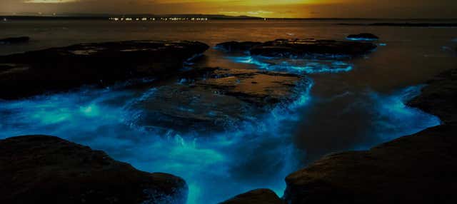 Tour del plancton bioluminescente in kayak ad Auckland