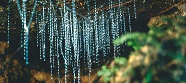Escursione alle grotte Kawiti, alla foresta di Opua e Hundertwasser