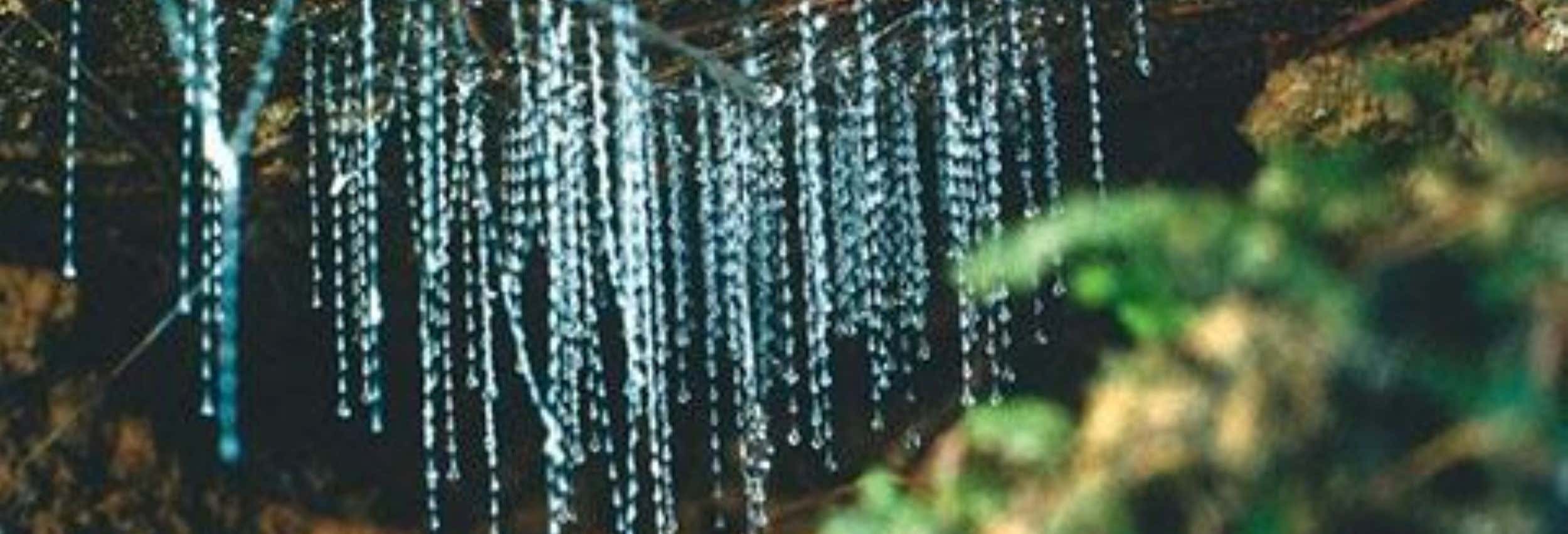 Escursione alle grotte Kawiti, alla foresta di Opua e Hundertwasser