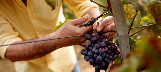 Tour del vino di Bay of Islands