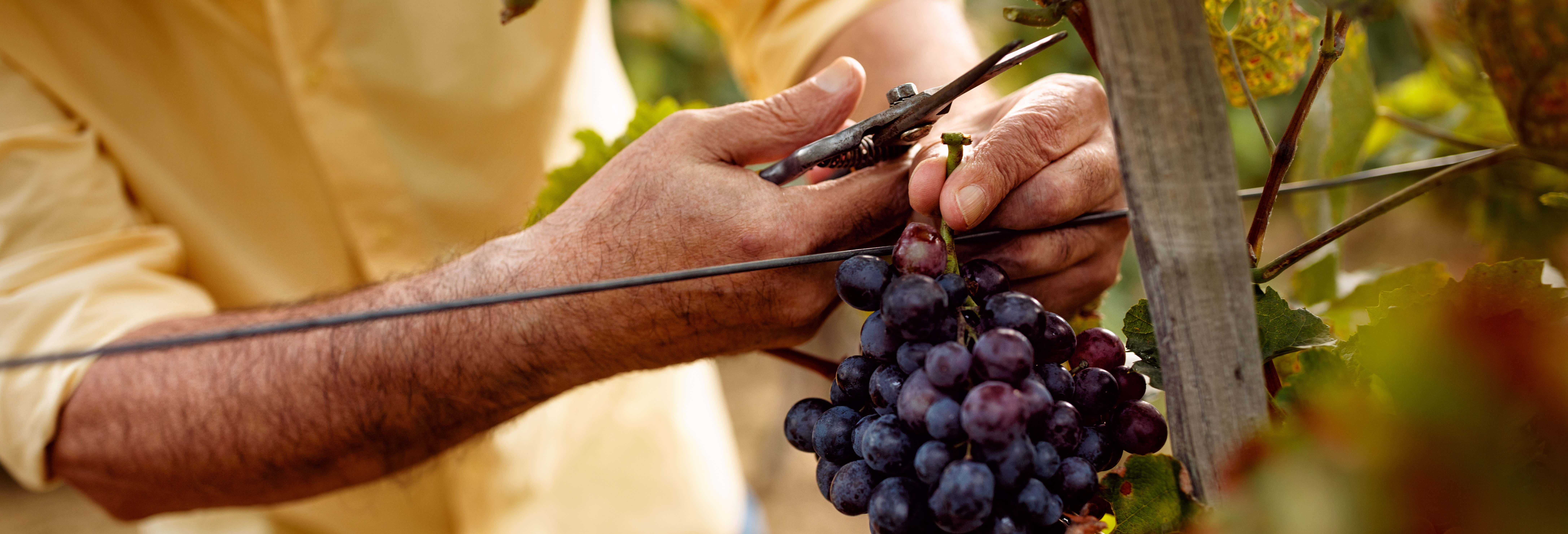 Tour del vino di Bay of Islands