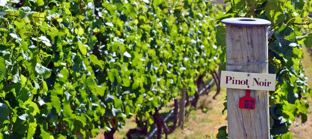 Tour della birra e del vino a Queenstown e Gibbston