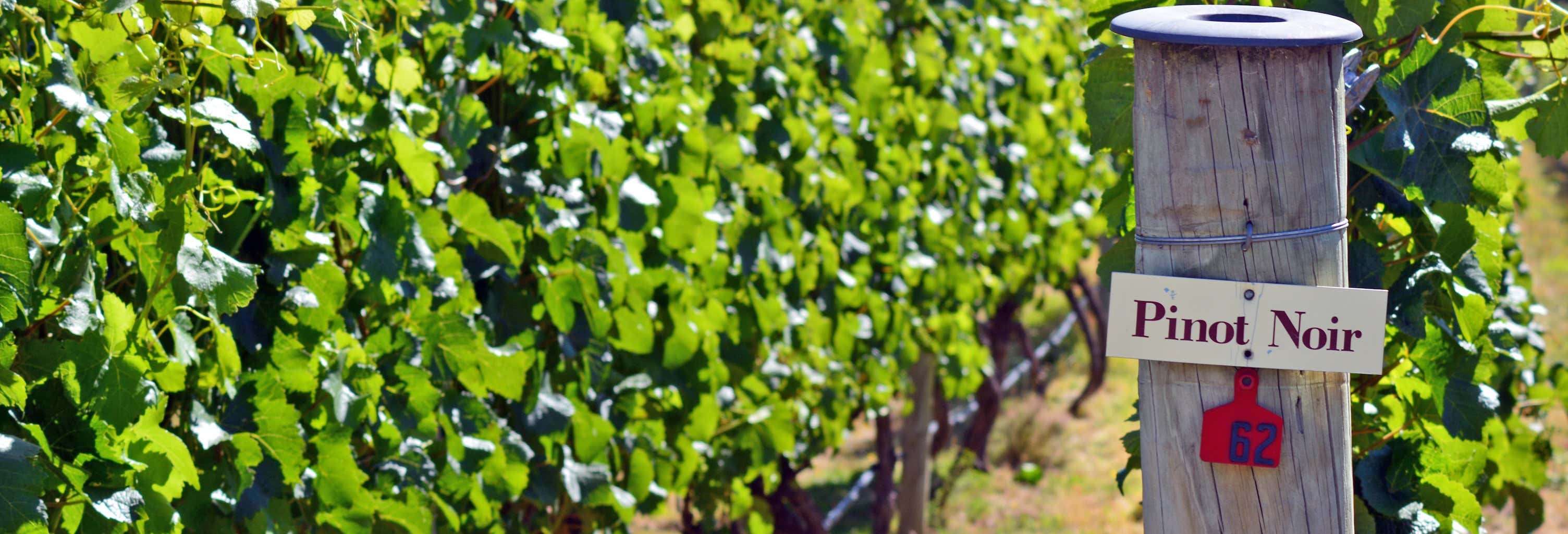 Tour della birra e del vino a Queenstown e Gibbston