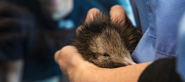 Visita dell'Incubatoio Nazionale di Kiwi